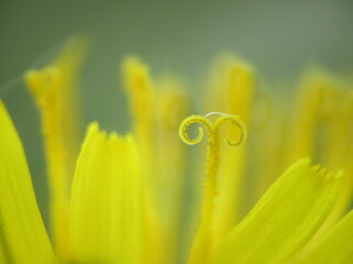 Dandelion macro.