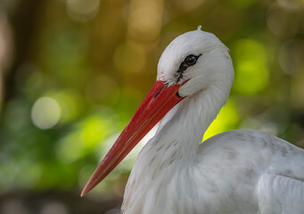 white stork ciconia © Adrian de la Paz