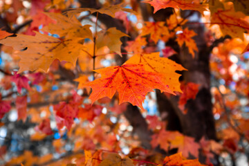 autumn leaves background