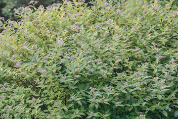 Fototapeta na wymiar Close up of green leaves of bush in garden. Green leaves background