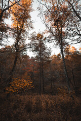 autumn in the forest