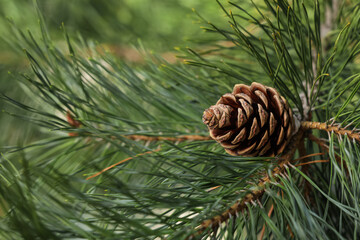 Pine branch with cone on blurred background, closeup. Space for text