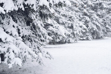 Snow Covered Firs, Selective Focus