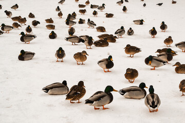 Fototapeta premium wild ducks on the shore of the frozen pond in the snow
