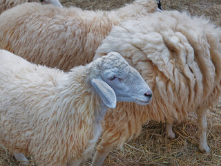 Naklejka premium Close-up Face of a Sheep in the Herd
