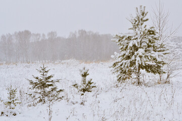 Winter blizzard. Winter vacation. Snow Covered Beautiful Winter Forest. Winter Landscape. Winter village landscape.