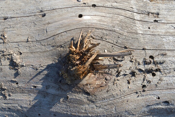 The texture of natural rough wood with insect moves on the surface