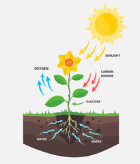 Schematic of photosynthesis in plants. Nature vector illustration