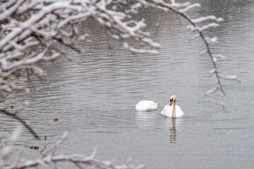A pair of swans goes for a leisurely swim in a lake during a winter snow storm at Colonel Samuel Smith Park in Etobicoke (Toronto), Ontario.
