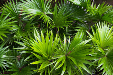 Detalle de hojas de palma