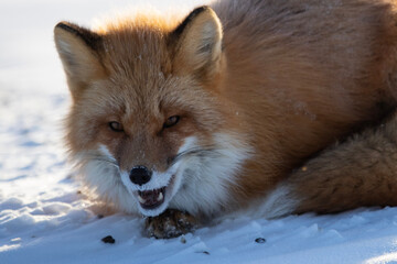 Obraz premium Red Fox in Northern Alaska on the frozen tundra