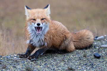 Red Fox in Northern Alaska on the frozen tundra