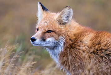 Fototapeta na wymiar Red Fox in Northern Alaska on the frozen tundra