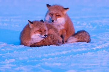 Red Fox in Northern Alaska on the frozen tundra