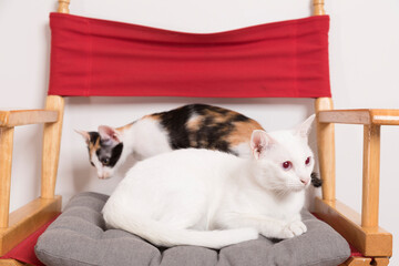 Thai white cat sitting on a chair in a room.