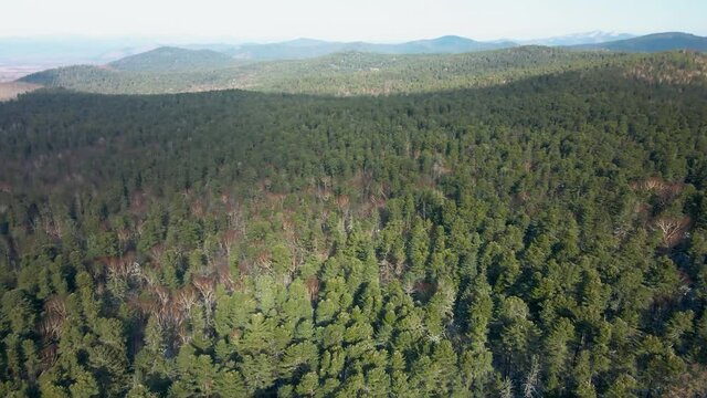 Far Eastern taiga. View from above. A hill overgrown with Korean cedar and pine. Kamre flies over the tops of a pine tree with cones growing on it. Pine nut production.