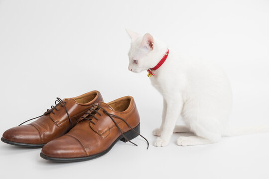 White cat plays with a classic lace men's brown shoe on white background.