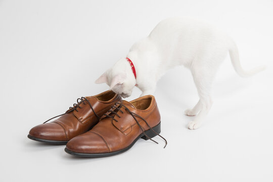 White cat plays with a classic lace men's brown shoe on white background.
