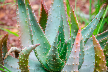Green Aloe Aculeata plant in close-up at a tropical botanical garden.