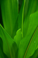 green leaf background