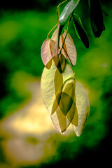 Light through the leaves
