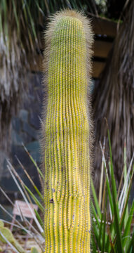 Neobuxbaumia polylopha, cone cactus, golden saguaro, golden spined saguaro, and wax cactus in a botanical garden.