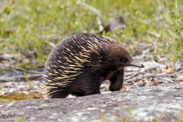 Australian Short-beaked Echidna searching for food