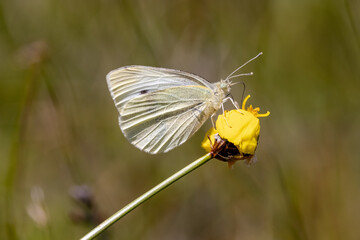 Cabbage White Butterfly feeding on nectar of a flower
