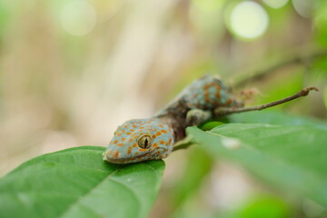 A dead gecko on a branch