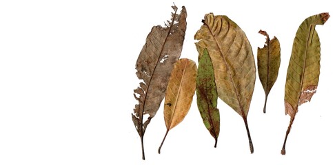 leaves isolated on white background no.545