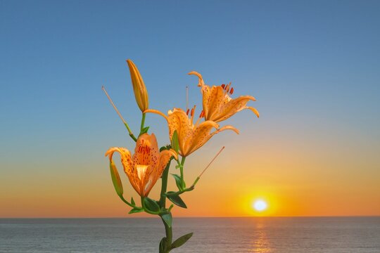 夏の西伊豆　海岸に咲くスカシユリの花と水平線に沈む夕日