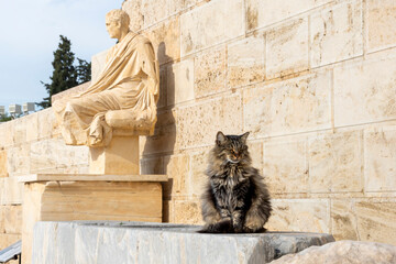 A long hair Maine Coon cat sits near a Greek Statue on Acropolis Hill in Athens, Greece.