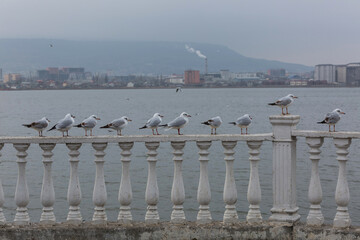 Fototapeta na wymiar A group of seagulls are sitting on the railing on the embankment.