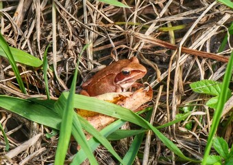 frog in the pond
