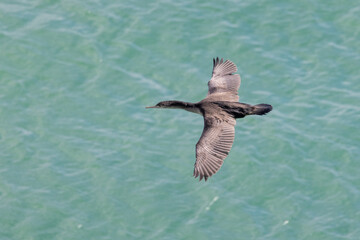 Spotted Shag Endemic Cormorant of New Zealand
