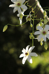 white flowers of the native New Zealand clematis paniculata vine hanging down from a tree against soft dark background