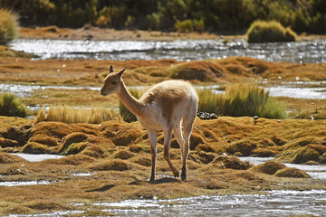 Beautiful shot of a vicuna walking on the grass near the lake in the Atacama desert in Chile