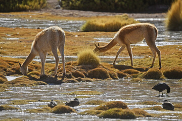 Closeup of vicunas drinking water from a pond in the Atacama Desert, Chile