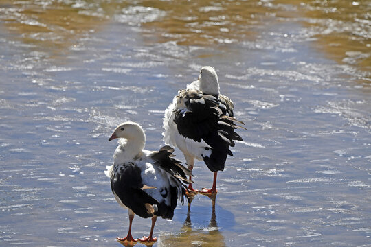 Closeup of Andean geese on the shore of a lake on a sunny day in Chile