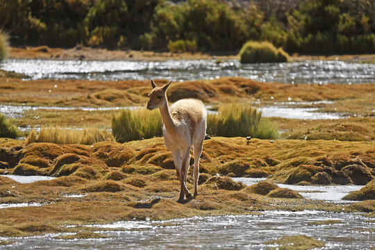 Beautiful shot of a vicuna walking on the grass near the Atacama desert in Chile, South America