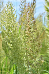 Wild weeds. Fluffy green spikelets. Close-up. Macro.