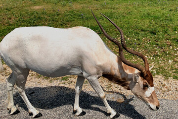 Addax