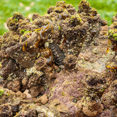 Chiton among shore life, Culburra Beach, NSW, December 2021