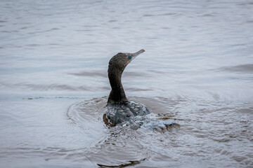 Little Black Cormorant swimming in the Shoalhaven River, Greenwell Point, NSW, December 2021