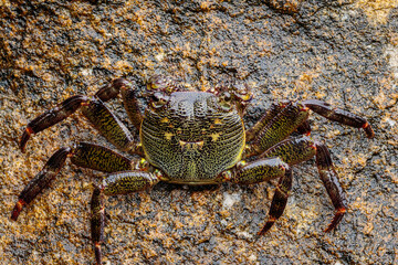 Purple Swift-footed Shore Crab, Huskisson, NSW, December 2021