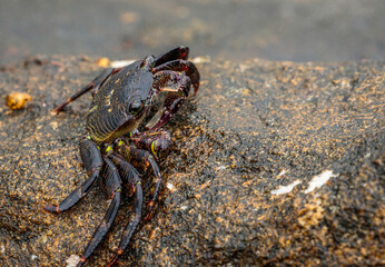 Purple Swift-footed Shore Crab, Huskisson, NSW, December 2021