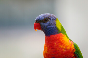 Rainbow Lorikeet on a balcony, Mollymook Beach, NSW, December 2021