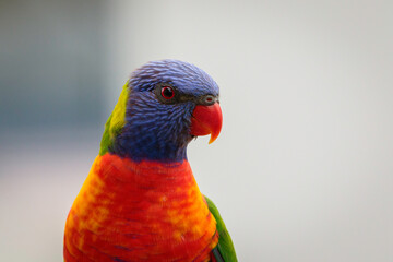 Rainbow Lorikeet on a balcony, Mollymook Beach, NSW, December 2021
