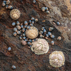 Rose-coloured Barnacles, Turban Shells and Little Blue Periwinkles, Mollymook Beach, NSW, December 2021