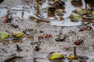 Semaphore Crab on the mud, Greenwell Point, NSW, December 2021
